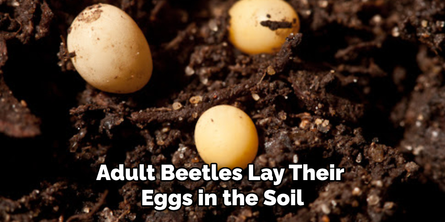 Adult Beetles Lay Their Eggs in the Soil