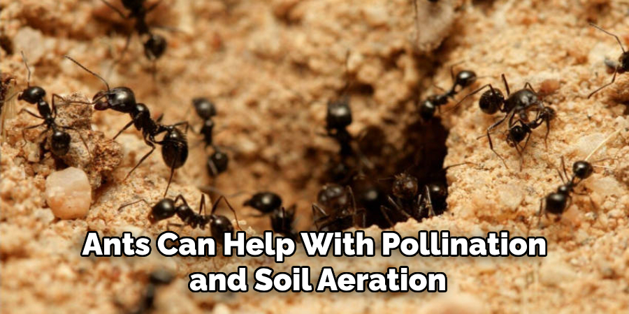 Ants Can Help With Pollination and Soil Aeration