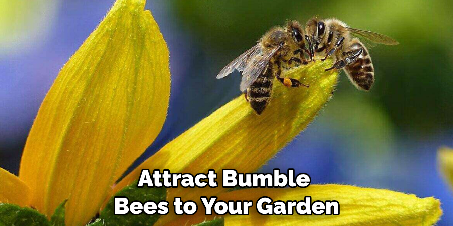 Attract Bumble Bees to Your Garden