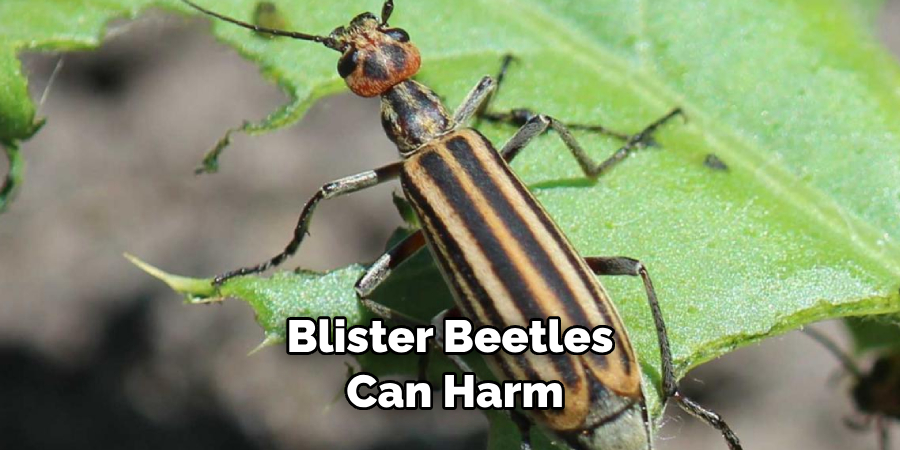 Blister Beetles Can Harm
