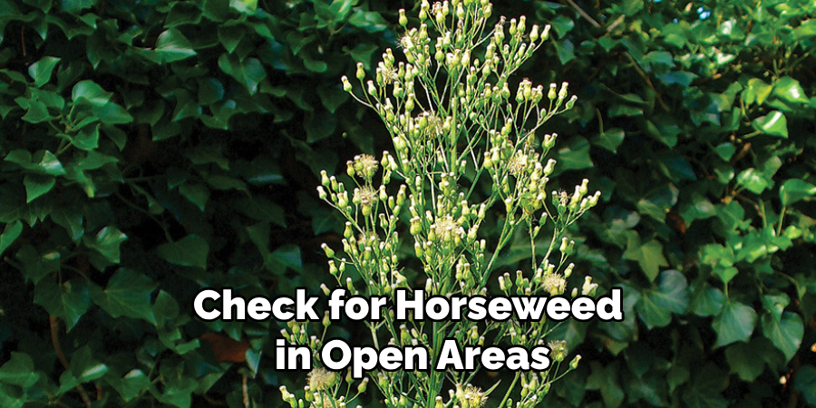 Check for Horseweed in Open Areas