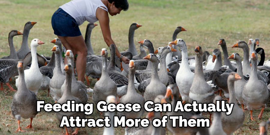 Feeding Geese Can Actually Attract More of Them