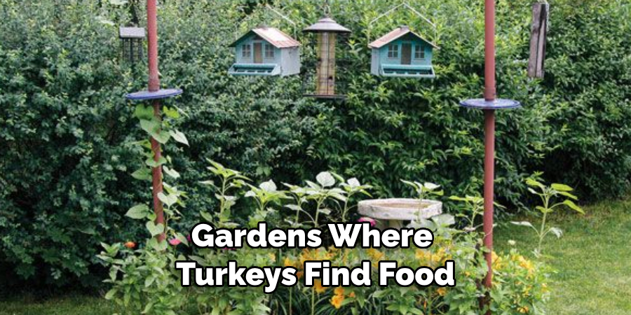 Gardens Where Turkeys Find Food