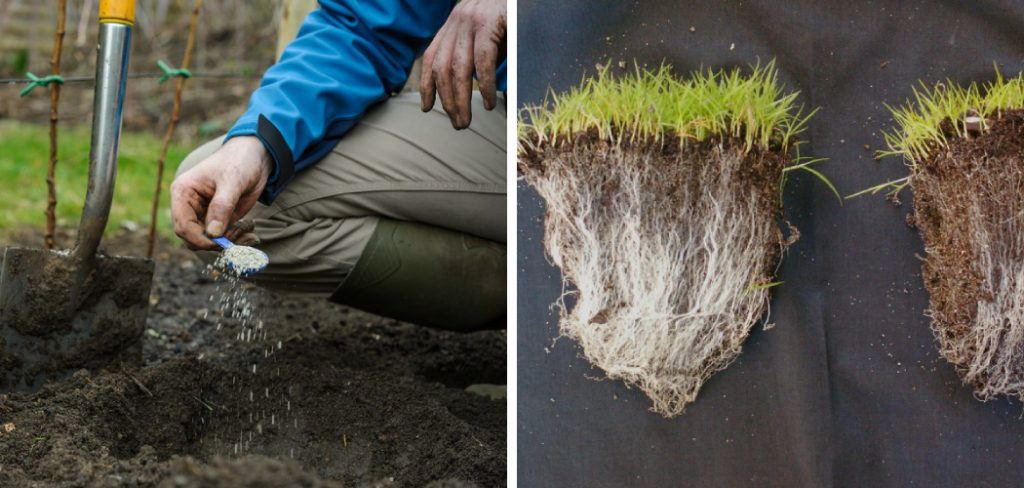 How to Add Mycorrhizae to Lawn