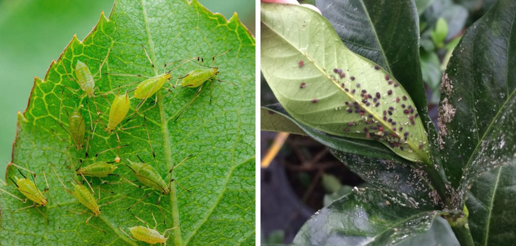 How to Get Rid of Aphids on Gardenias