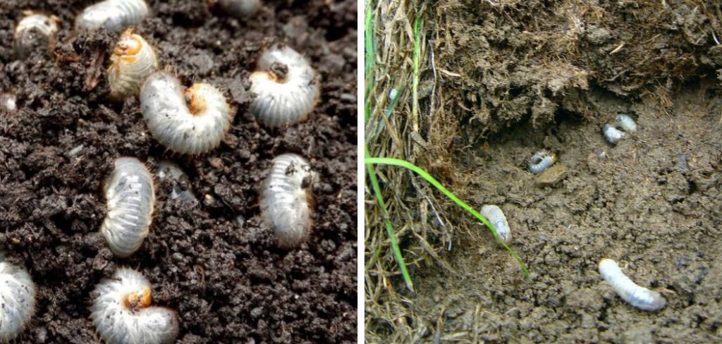 How to Get Rid of Grubs in Your Vegetable Garden