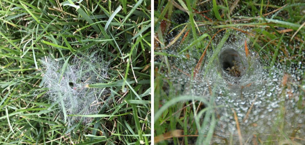 How to Get Rid of Lawn Spiders