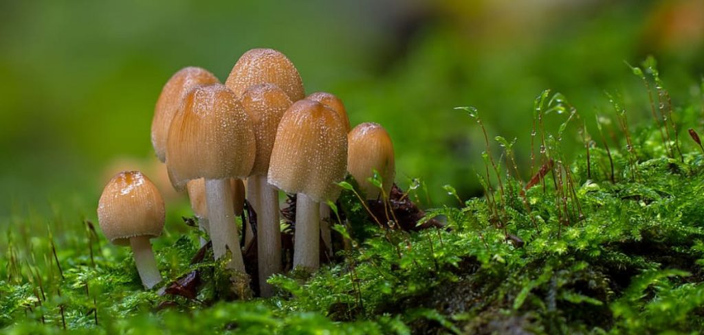 How to Get Rid of Mushrooms in Garden Bed