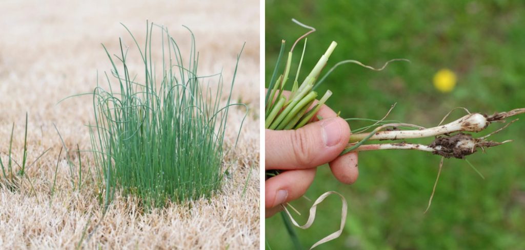 How to Get Rid of Onion Grass in Your Lawn