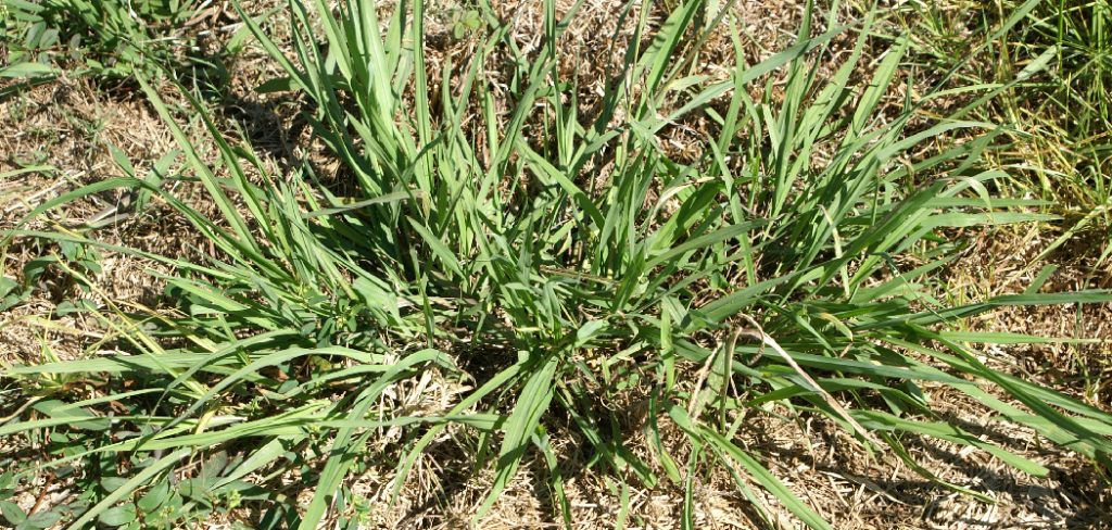 How to Remove Dallisgrass From Lawn