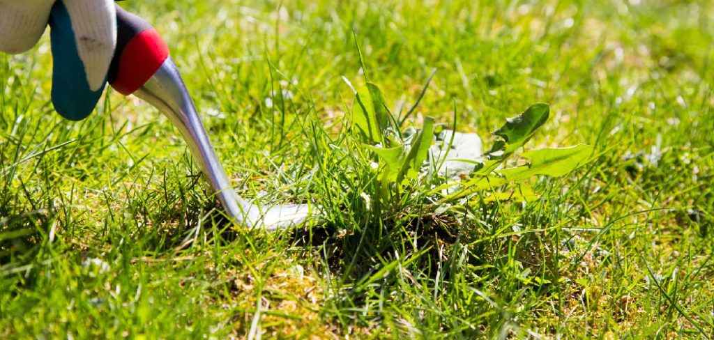 How to Reseed a Lawn With Crabgrass
