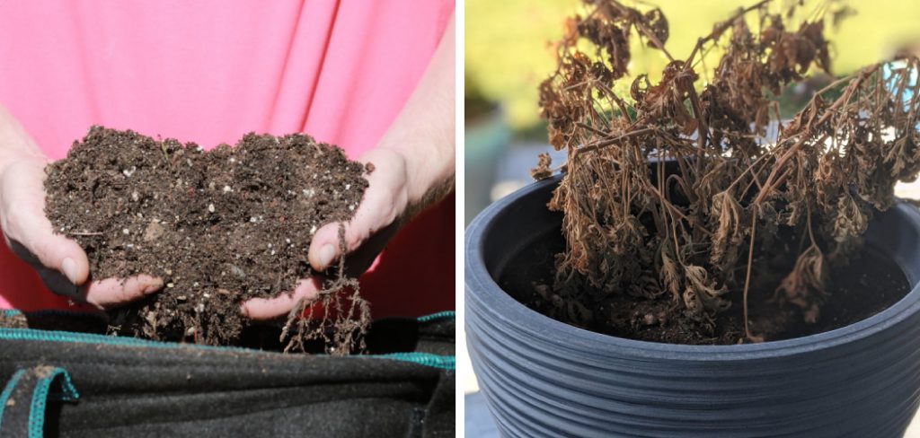 How to Reuse Soil from Dead Plant