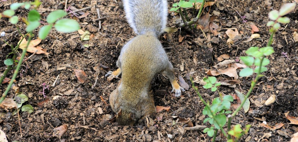 How to Stop Squirrels from Digging Lawn