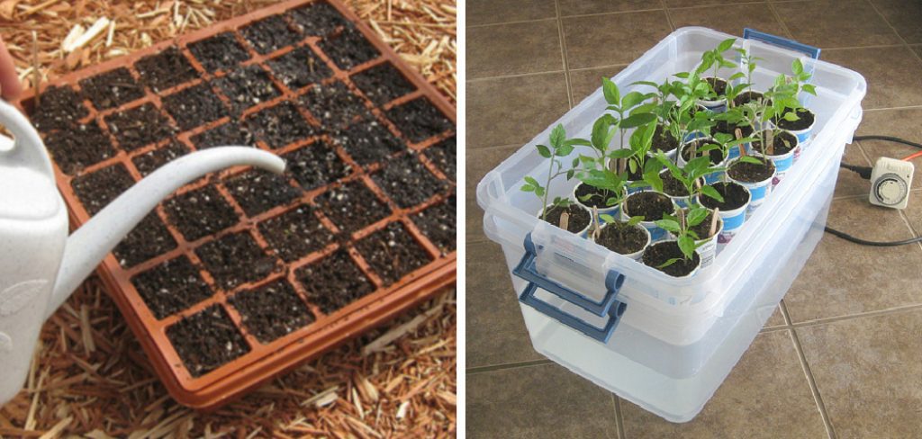How to Water Seed Trays