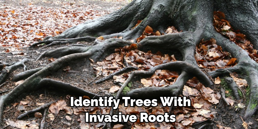  Identify Trees With Invasive Roots