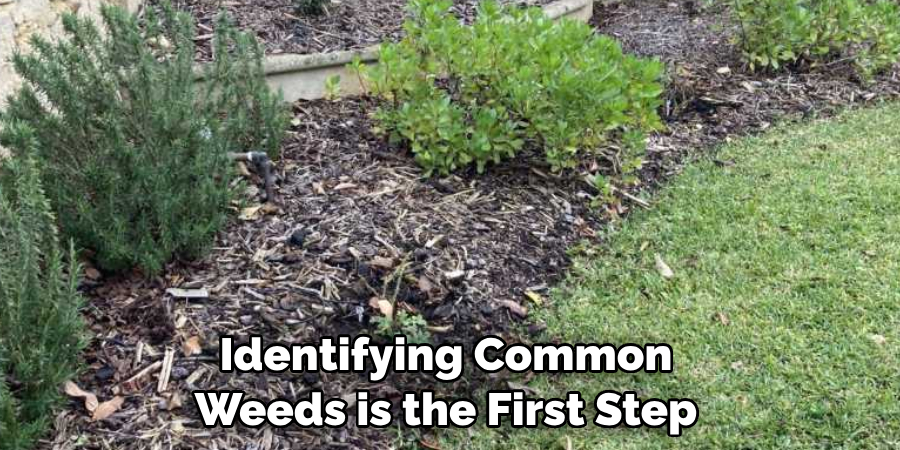 Identifying Common Weeds is the First Step 