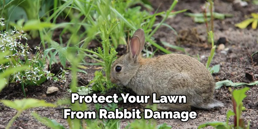 Protect Your Lawn From Rabbit Damage