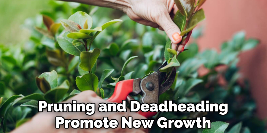 Pruning and Deadheading Promote New Growth