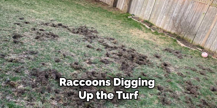 Raccoons Digging Up the Turf