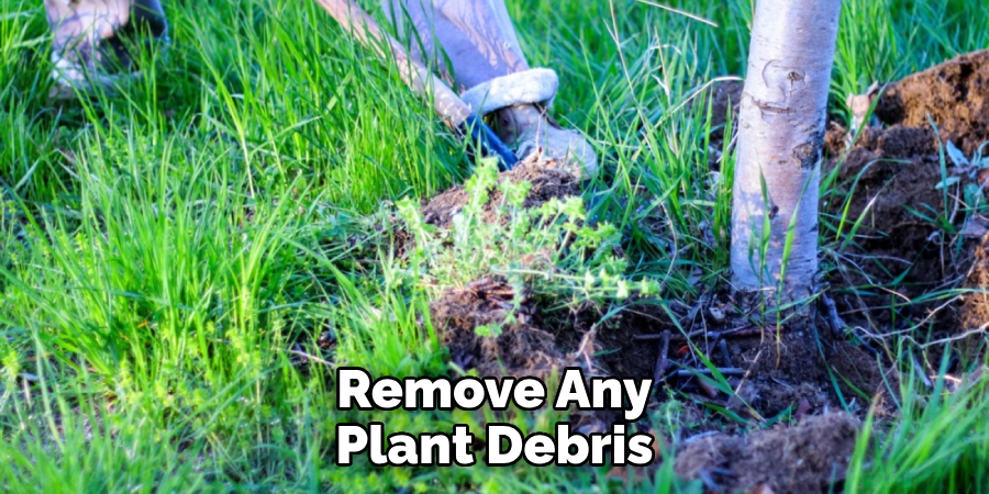 Remove Any Plant Debris