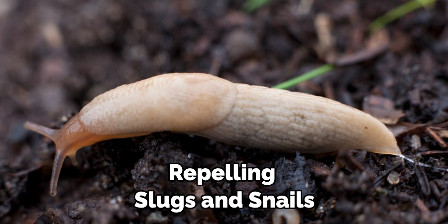 Repelling Slugs and Snails