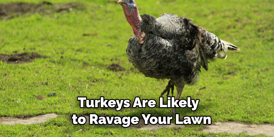  Turkeys Are Likely to Ravage Your Lawn