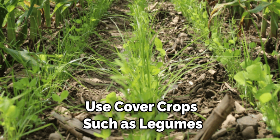 Use Cover Crops Such as Legumes