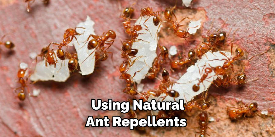 Using Natural Ant Repellents 
