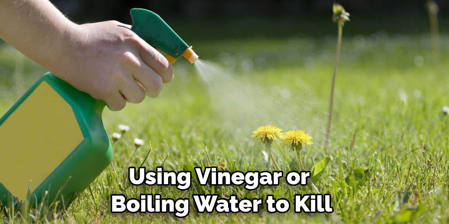 Using Vinegar or Boiling Water to Kill