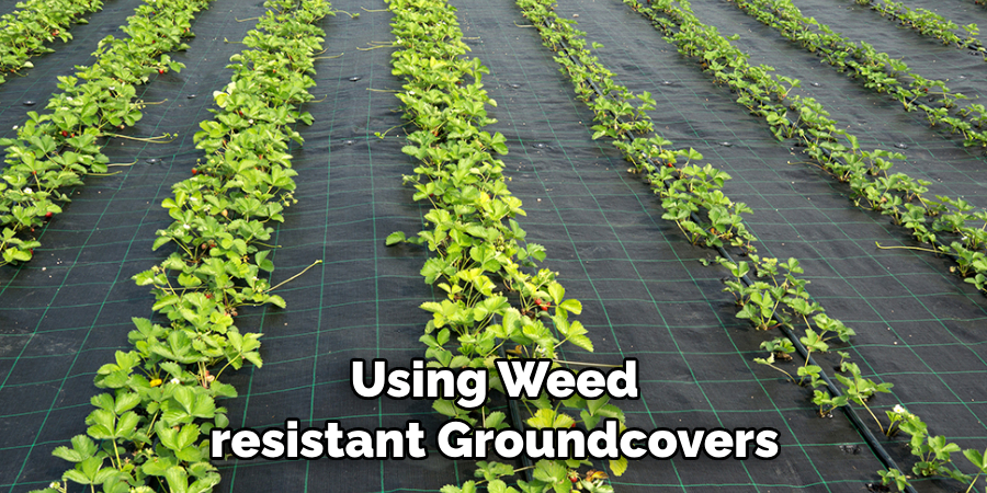  Using Weed-resistant Groundcovers