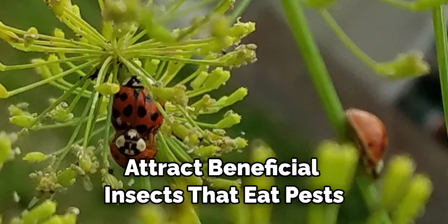 Attract Beneficial Insects That Eat Pests