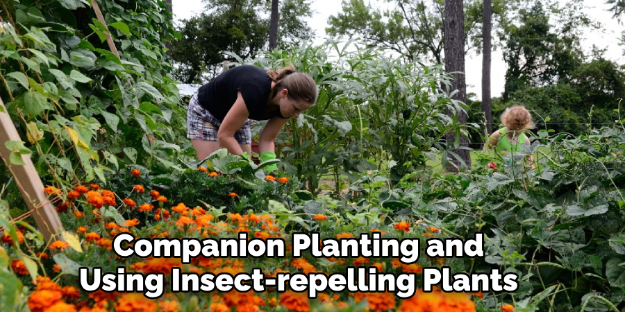 Companion Planting and Using Insect-repelling Plants