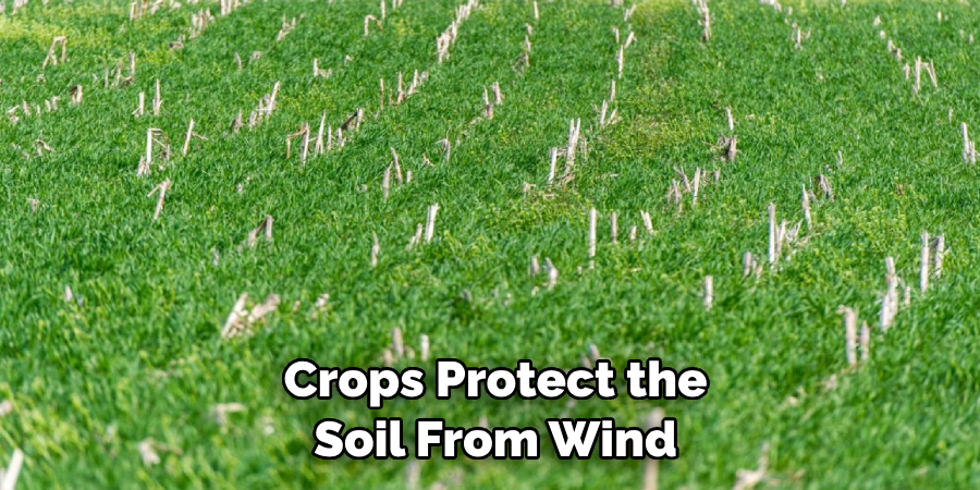  Crops Protect the Soil From Wind