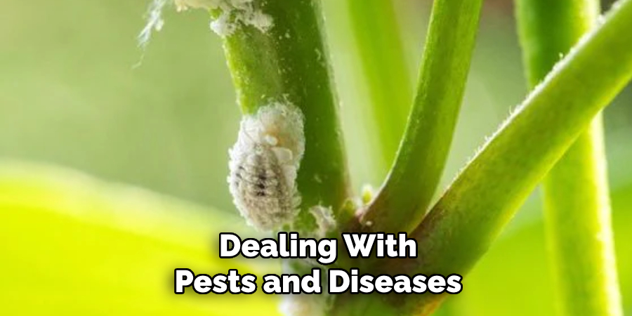 Dealing With Pests and Diseases