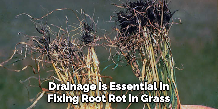 Drainage is Essential in Fixing Root Rot in Grass