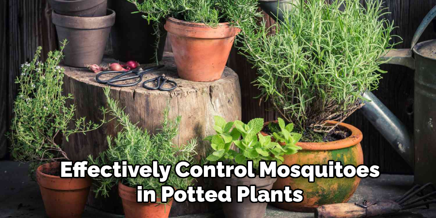 Effectively Control Mosquitoes in Potted Plants