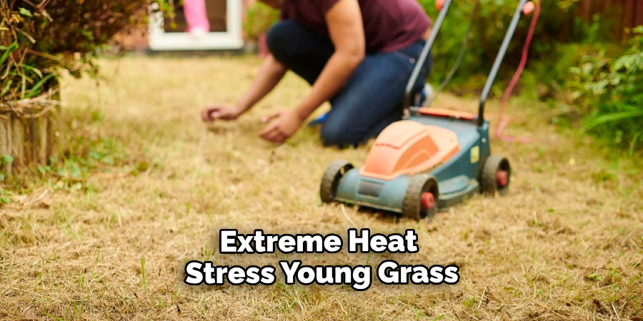 Extreme Heat Stress the Young Grass