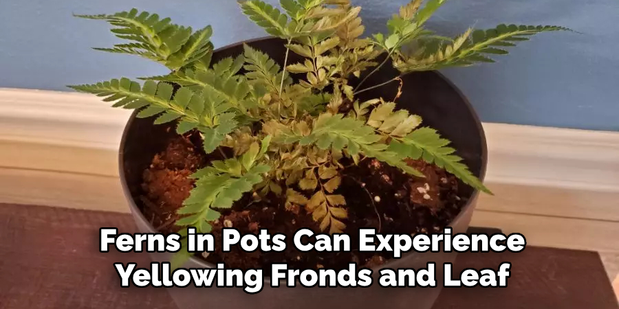 Ferns in Pots Can Experience Yellowing Fronds and Leaf
