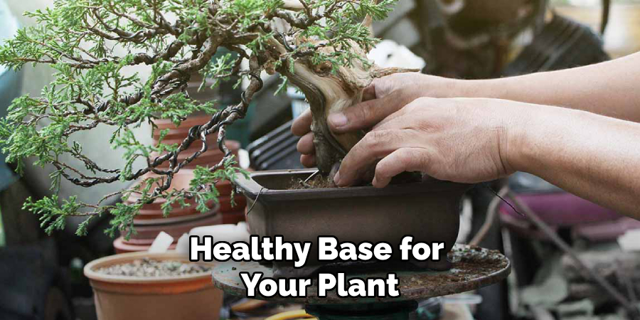 Healthy Base for Your Plant