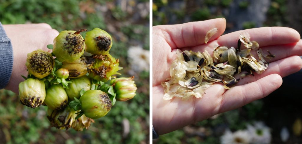 How to Collect Dahlia Seeds