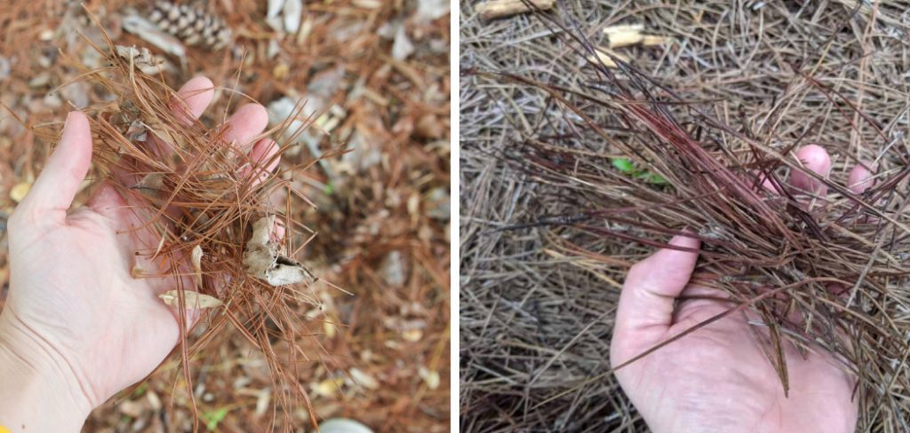 How to Compost Pine Needles Fast