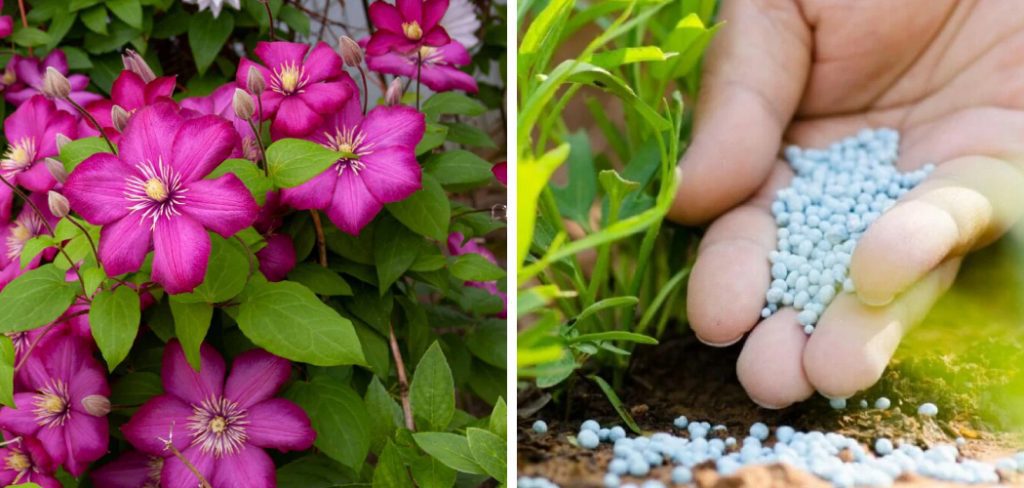 How to Fertilize Clematis