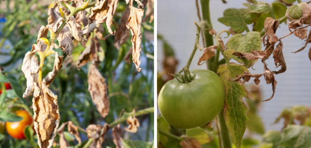 How to Fix Brown Leaves on Tomato Plants