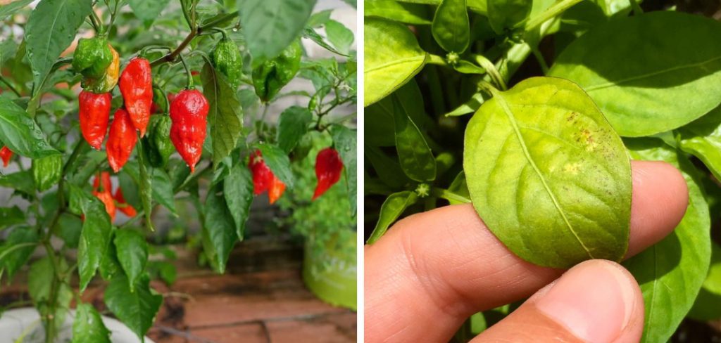 How to Fix Calcium Deficiency in Pepper Plants