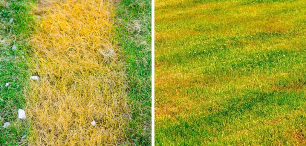 How to Fix Yellow Grass After Mowing