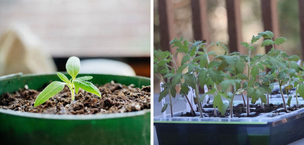 How to Harden Tomato Seedlings