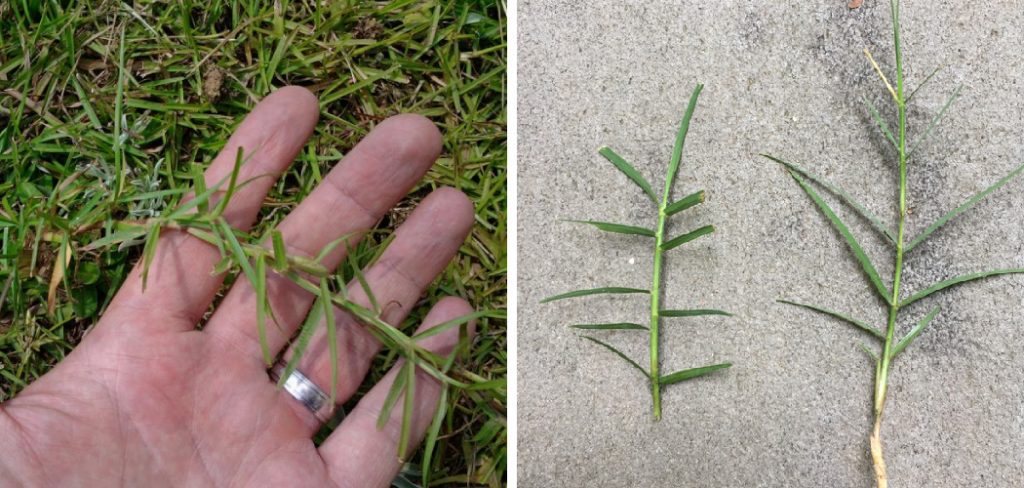 How to Identify Centipede Grass