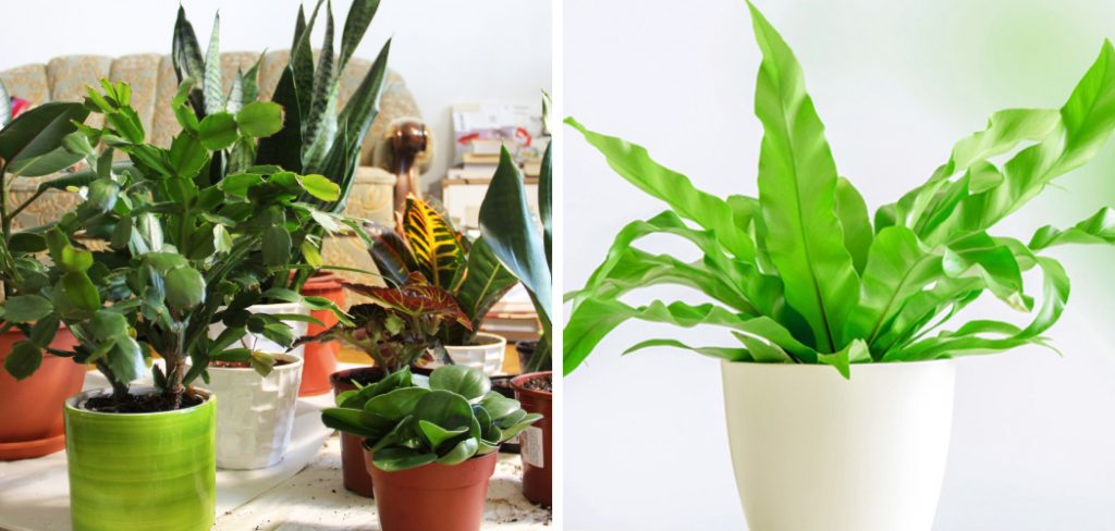How To Identify House Plants By Leaves 3 Easy Guide 2024