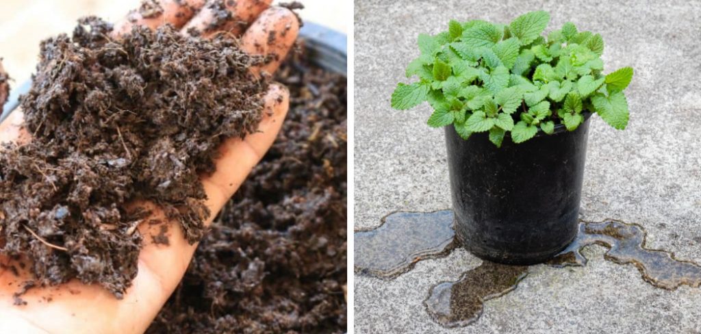 How to Keep Soil Moist in Pots