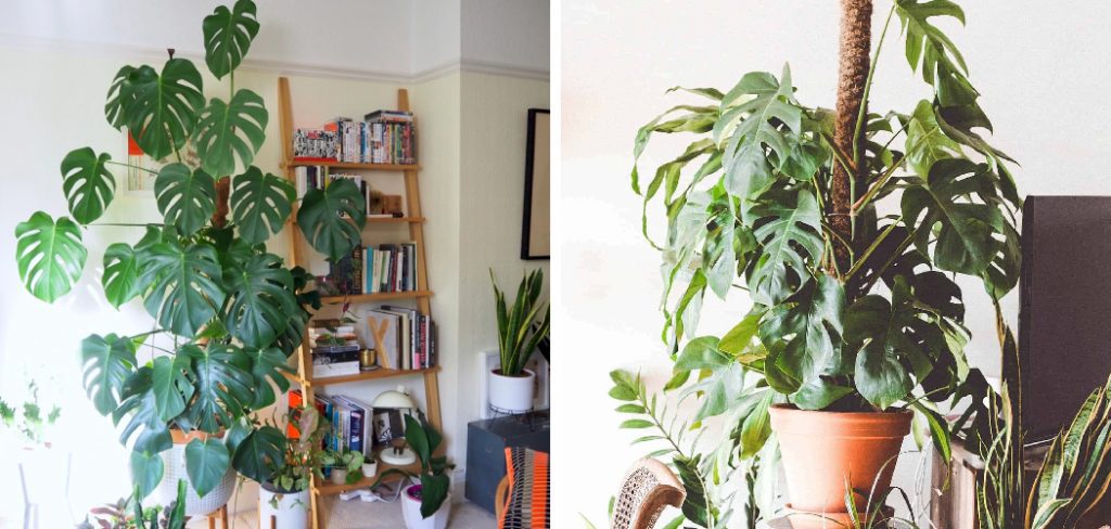 How to Keep a Monstera Deliciosa Growing Upright